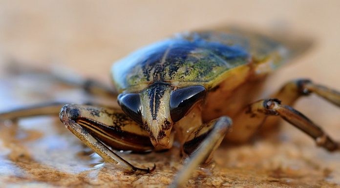 reconnaître nuisible meuble